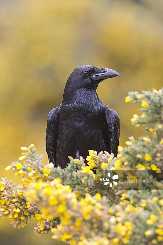 成年渡鸦：栖息在荆豆花丛中图片素材