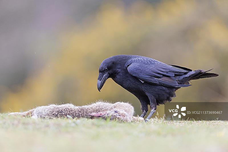 成年渡鸦捕食欧洲兔尸体（人工饲养），英国萨福克郡，五月图片素材