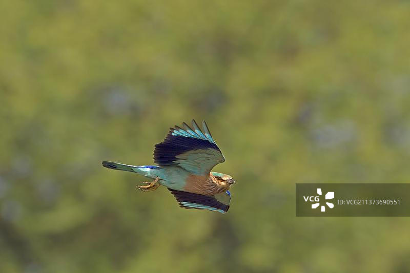 飞行中的印度冕蓝鸦（成鸟），印度，亚洲图片素材