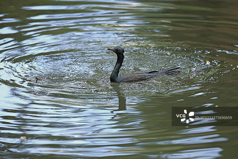 印度鸬鹚繁殖羽毛期游泳，斯里兰卡图片素材
