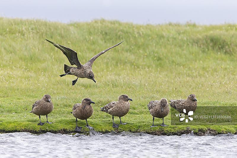 大型贼鸥图片素材