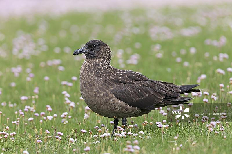 成年的北极贼鸥，站立在海石竹丛中，设得兰群岛，苏格兰，英国，欧洲图片素材