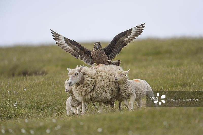 北极贼鸥攻击设得兰群岛的绵羊，英国赫曼内斯国家自然保护区图片素材