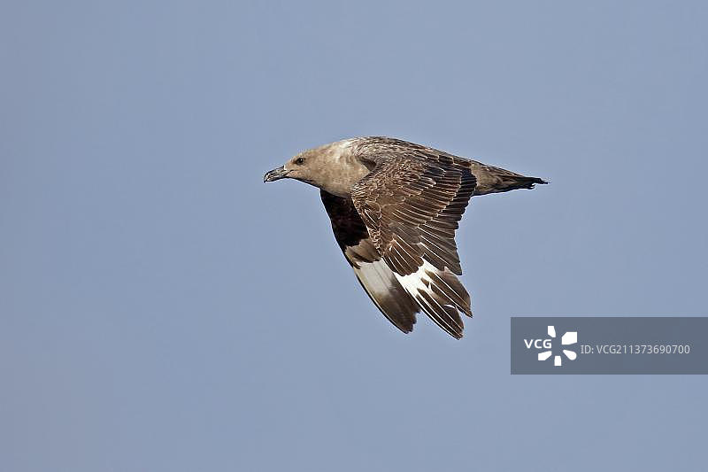 南极贼鸥（Catharacta maccormicki）成年个体飞行图，拍摄于日本本州伊豆群岛，亚洲图片素材