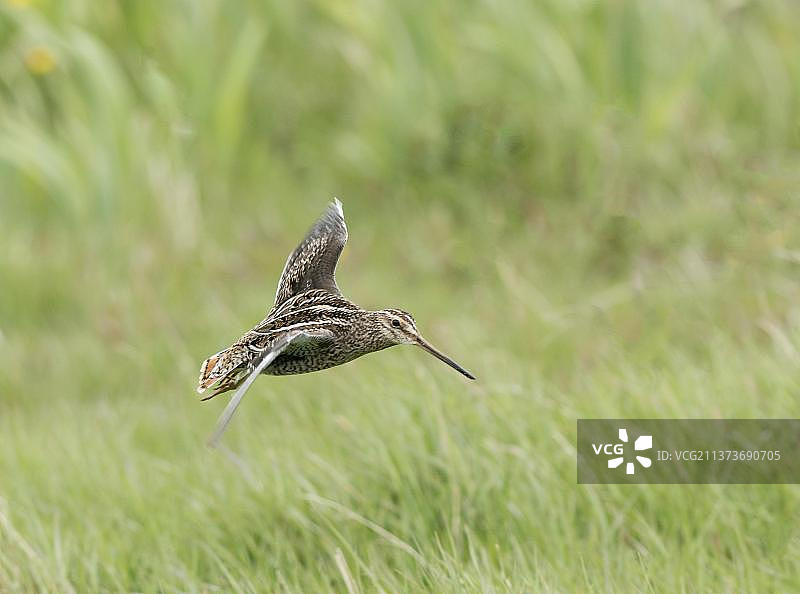 扇尾沙锥成鸟在草甸降落（英国苏塞克斯郡）图片素材