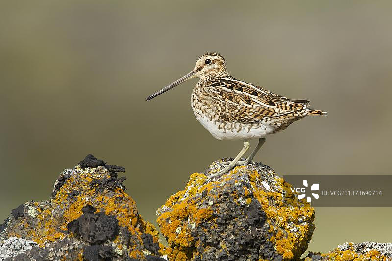丘鹬成鸟站在冰岛的熔岩石上图片素材