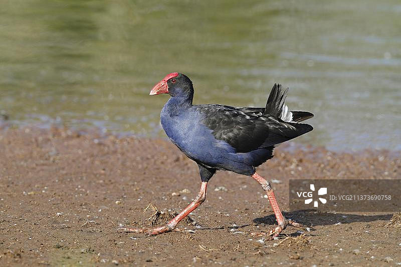 行走在泥滩上的紫水鸡图片素材