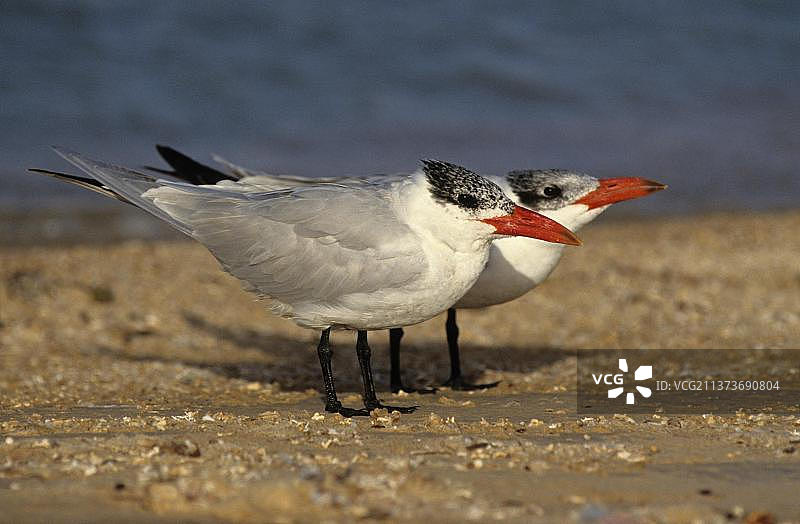 埃及非洲：水边地面的两只里海燕鸥图片素材