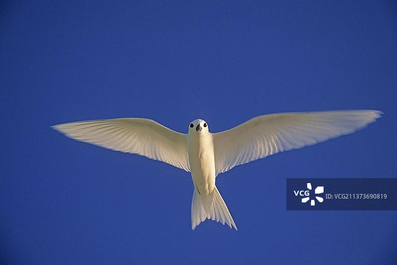 白玄鸥，白色的燕鸥（学名：Gygis alba），燕鸥，动物，鸟类，飞翔的白燕鸥，塞舌尔，非洲图片素材