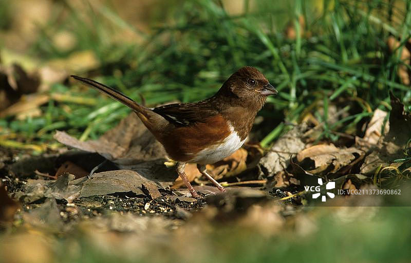红雀鹀（雌性）图片素材