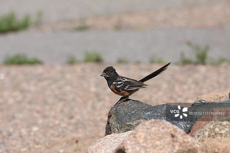 栖息在岩石上的红胁绿雀雄鸟图片素材