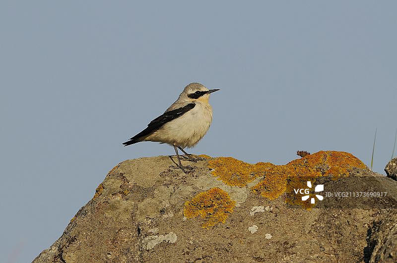 雄性北鹟鸟，夏羽，栖息在希腊莱姆诺斯岛的石块上图片素材