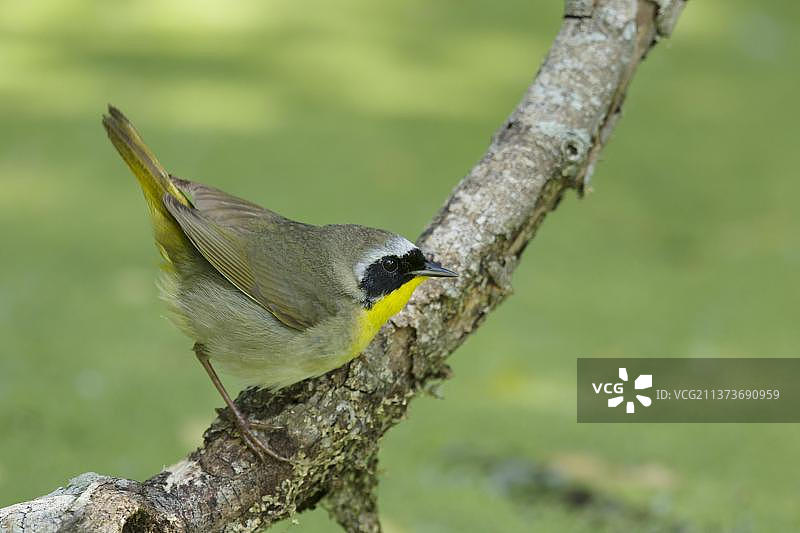 黄喉地莺图片素材