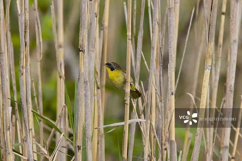 普通黄喉地莺(Geothlypis trichas)图片素材