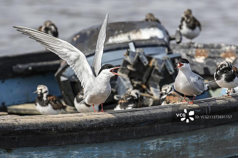 普通燕鸥在船上抬起翅膀翻动石头，地点：北诺福克布兰卡斯特图片素材