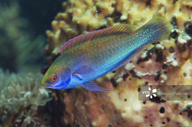 索罗太阳神仙鱼，阿洛岛，小巽他群岛，印度尼西亚，亚洲图片素材
