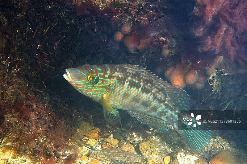 守护巢穴的科克荣格隆头鱼（Symphodus melops）成年雄性，英国多塞特郡斯瓦尼奇图片素材