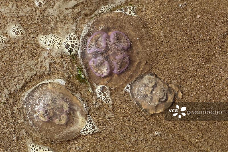 沙滩上的常见海蜇图片素材