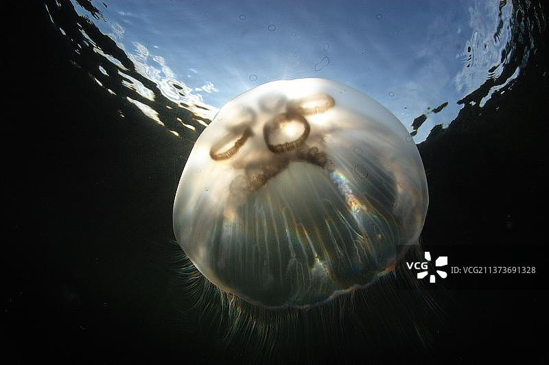 海水中游泳的普通海蜇图片素材