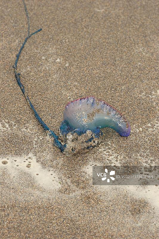 搁浅在英国康沃尔桑迪茅斯海滩的葡萄牙战舰水母图片素材