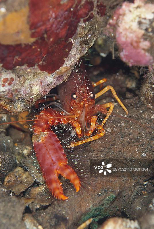 成年红礁龙虾(Enoplometopus occidentalis)，夜间在班达内拉图片素材