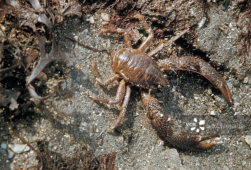 棕色犁沟蟹图片素材