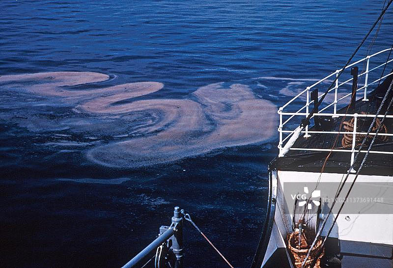 夜光虫，海洋闪烁（Noctiluca scintillans），鞭毛藻，发光鞭毛藻的鞭毛藻群，英吉利海峡，英国，夏季图片素材