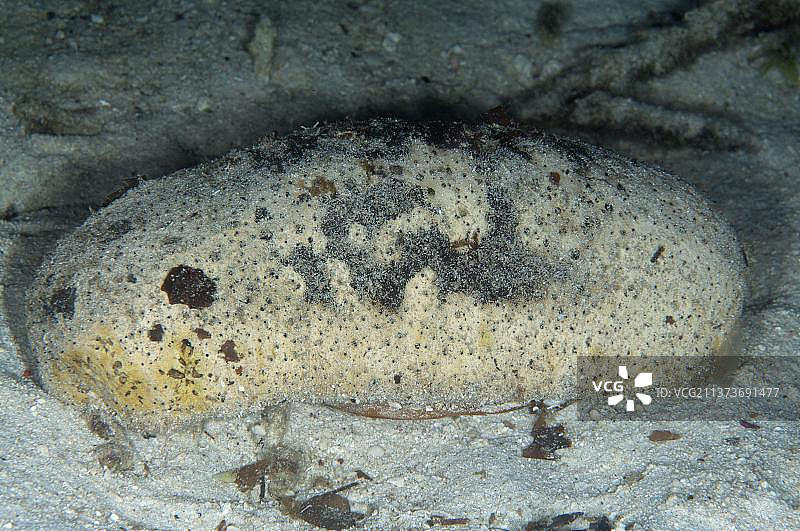 糙海参，印度尼西亚拉贾安帕特群岛海床图片素材