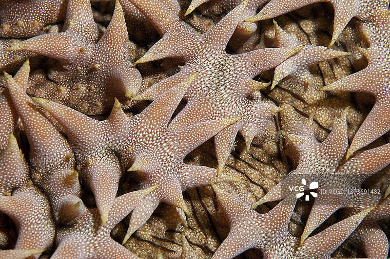 菠萝海参（Holothuroidea），菠萝海参，其他动物，棘皮动物，动物，成年菠萝海参特写，塞拉亚，巴厘岛，小巽他群岛，印度尼西亚，亚洲图片素材