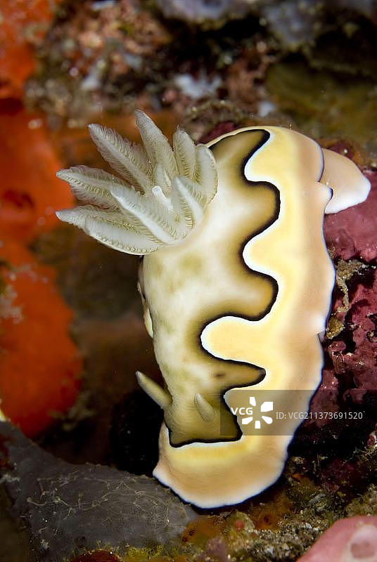 科氏多彩海蛞蝓,其他动物,海洋腹足纲动物,蜗牛,动物,软体动物,科氏多彩海蛞蝓成年个体,蓝碧海峡,苏拉威西岛,印度尼西亚,亚洲图片素材