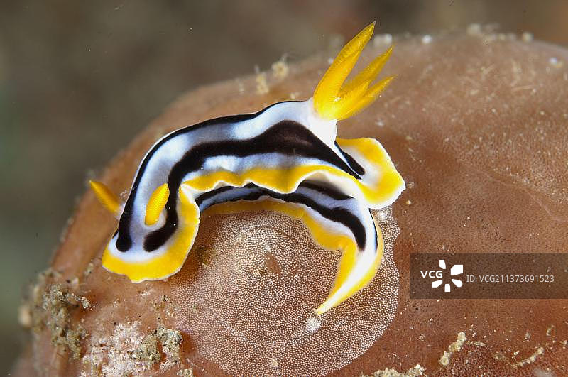 印度尼西亚伦贝海峡华丽多彩海蛞蝓产卵图片素材