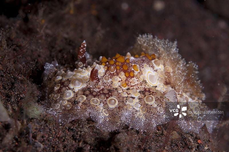 栖息在珊瑚礁上的霍普洛多利斯海蛞蝓图片素材