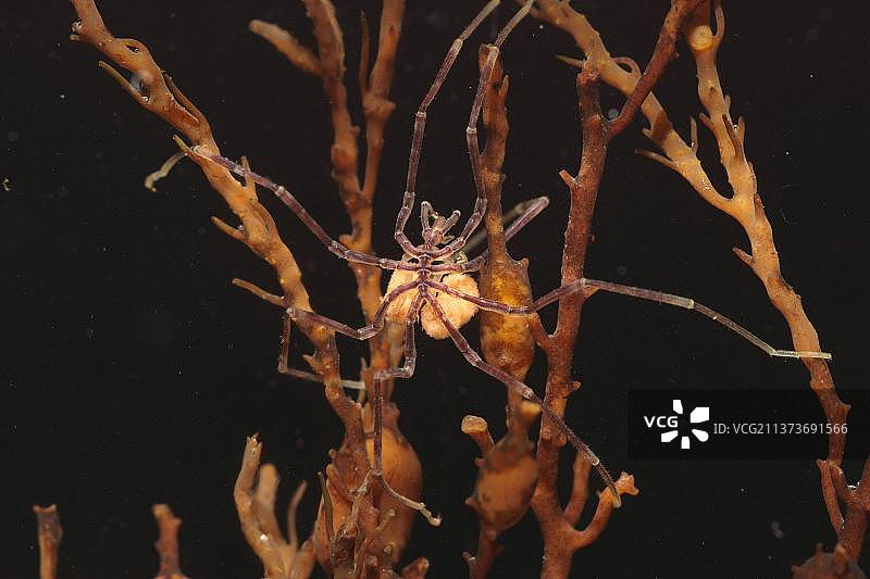 海蜘蛛（Nymphon gracile）成年个体，带卵囊图片素材