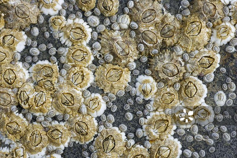在退潮时裸露的岩石上，藤壶的成虫和幼虫，位于英国苏格兰奥克尼大陆布劳赫黑德图片素材