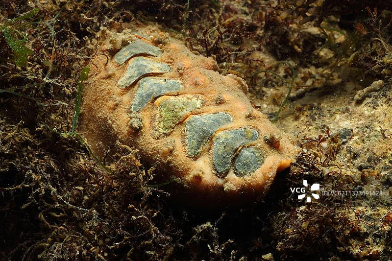 刺甲壳螺图片素材