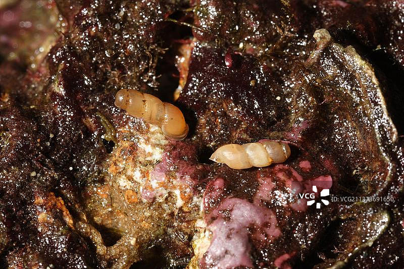 其他动物，蜗牛，动物，软体动物，截形蜗牛（Truncatella subcylindrica）两只成年蜗牛，在岸边，英国多塞特郡波特兰港图片素材