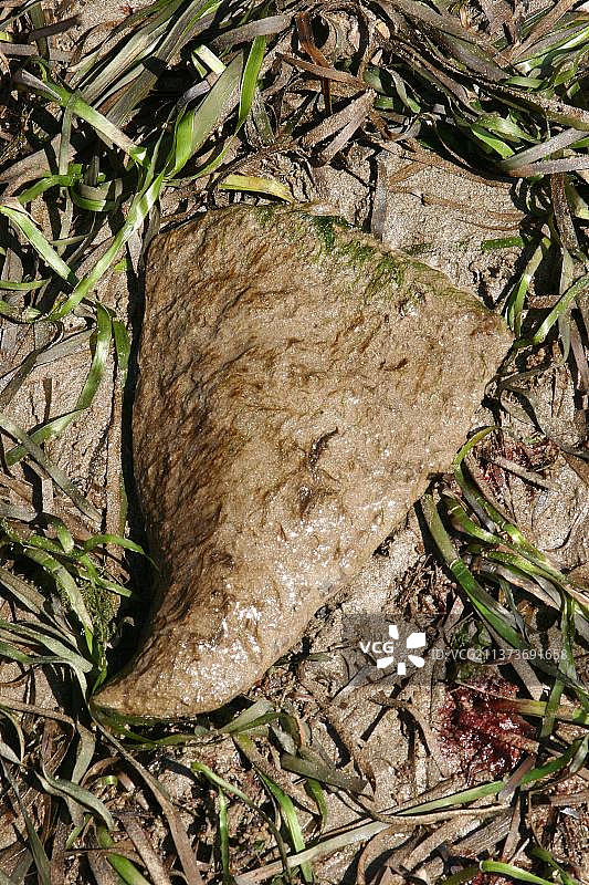 脆弱的莺蛤图片素材