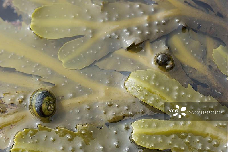 Common Periwinkle (Littorina littorea) Common Periwinkle (Littorina littorea)图片素材