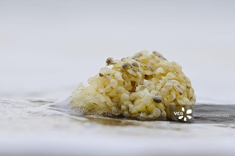 海滩冲上海螺卵鞘，欧洲英国肯特郡乔斯湾图片素材