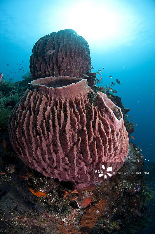 巴厘岛图兰奔沉船上的桶状海绵图片素材