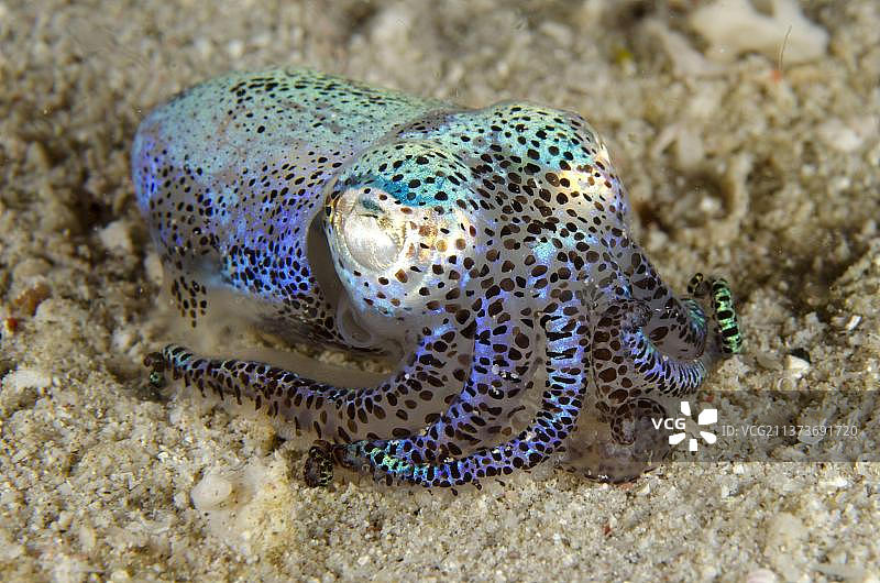 豆丁鱿鱼(Euprymna berryi):栖息在沙子上的成年个体,科莫多国家公园,小巽他群岛,印度尼西亚,亚洲图片素材
