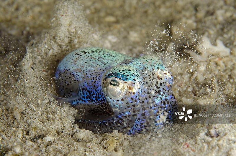 贝氏矮鱿埋于沙中（科莫多国家公园，印度尼西亚，亚洲）图片素材