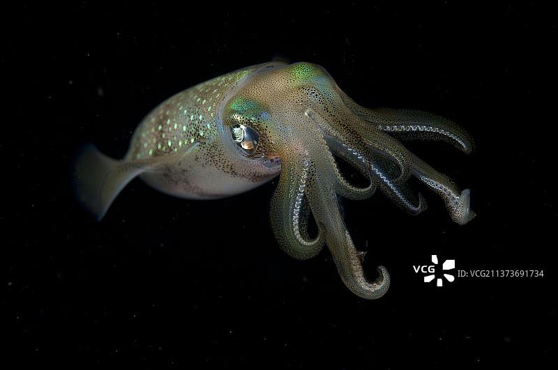 莱氏拟乌贼，其他动物，头足类动物，动物，软体动物，成年大鳍鱿鱼，夜晚，拉贾安帕群岛巴布洛尔岛图片素材