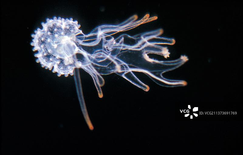 寻常海星图片素材