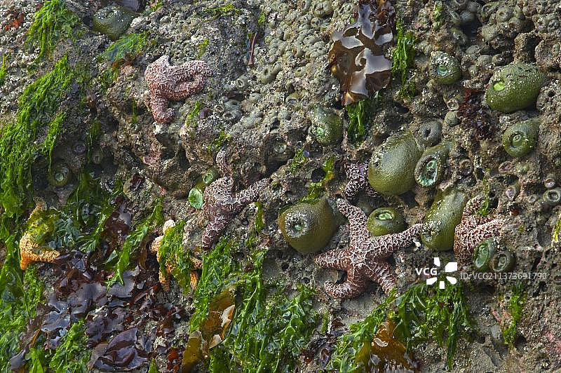 赭色海星和巨绿海葵，奥林匹克国家公园，华盛顿州图片素材
