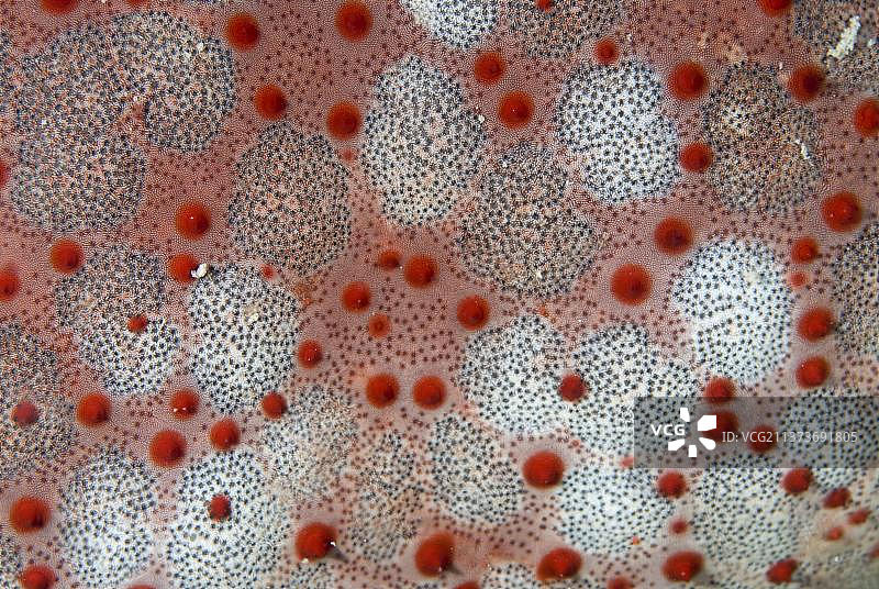 大气枕形海星，东方枕形海星，新几内亚枕形海星，其他动物，棘皮动物，动物，海星图片素材