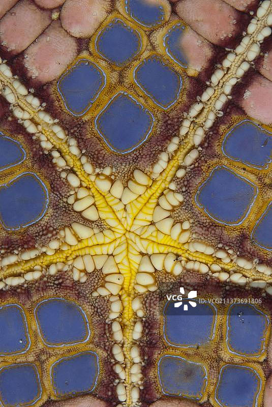 大气枕形海星，东方枕形海星，新几内亚枕形海星，其他动物，棘皮动物，动物，海星图片素材