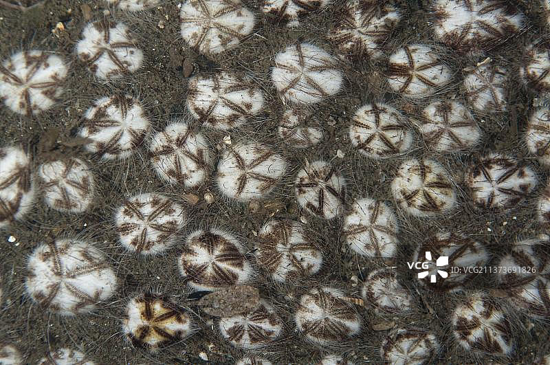 马纳多黑沙滩上的不规则心形海胆图片素材