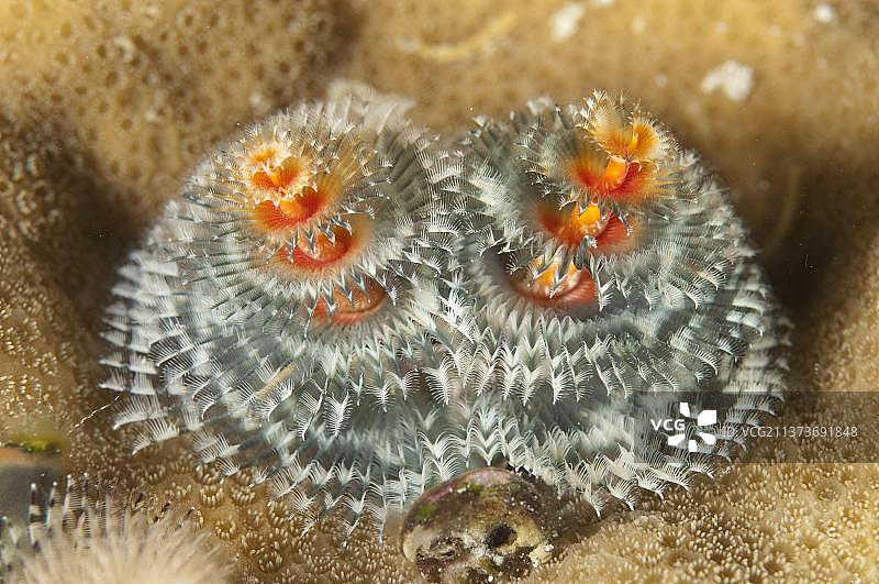 螺旋管虫、圣诞树虫、石灰管虫图片素材