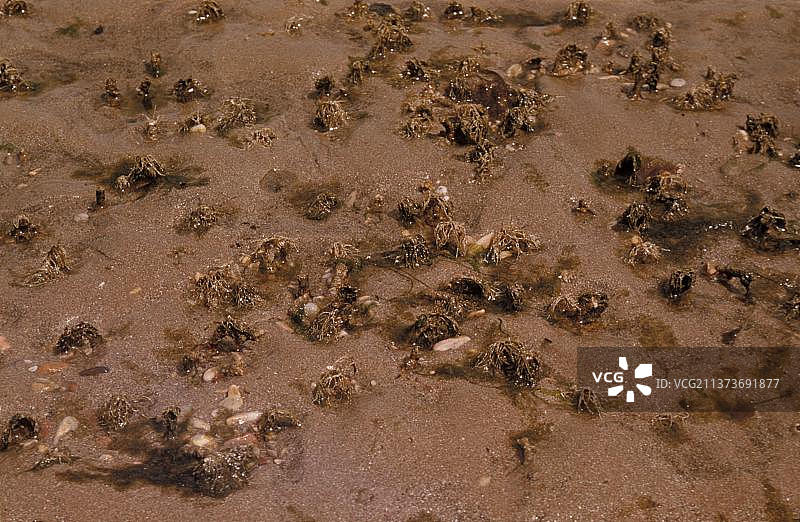 沙泥工虫（Lanice conchilega），树管虫，管虫，管虫，动物，其他动物，蠕虫，沙泥工虫褶边顶部的沙泥工虫簇图片素材